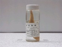 藏品(印度牛尾魚)的圖片